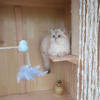 chat British Shorthair blue golden shaded Shivon Paris Royal Cattery