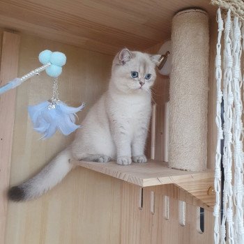 chat British Shorthair blue golden shaded Shivon Paris Royal Cattery