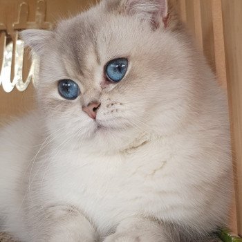 chat British Shorthair blue golden shaded Shivon Paris Royal Cattery