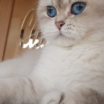 chat British Shorthair blue golden shaded Shivon Paris Royal Cattery