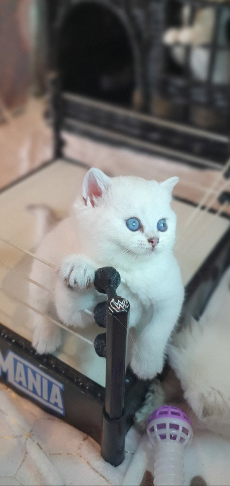 Tiger Lilly From Paris Royal Femelle British Shorthair