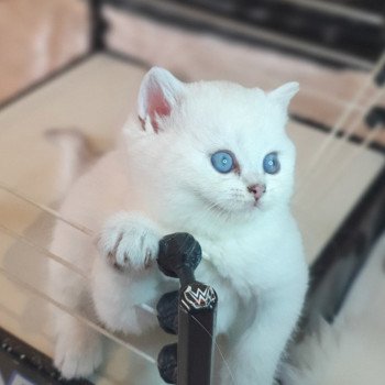 chaton British Shorthair Tiger Lilly Paris Royal Cattery British Shorthair