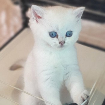 chaton British Shorthair Tiger Lilly Paris Royal Cattery British Shorthair