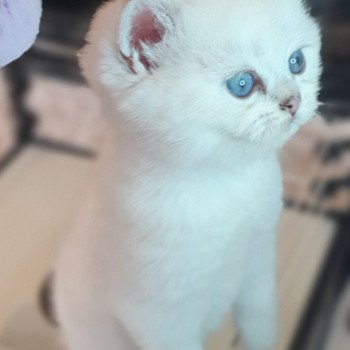 chaton British Shorthair Tiger Lilly Paris Royal Cattery British Shorthair