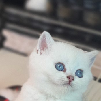 chaton British Shorthair Tiger Lilly Paris Royal Cattery British Shorthair