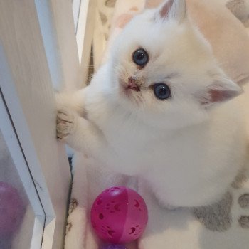 chaton British Shorthair Tiger Lilly Paris Royal Cattery British Shorthair