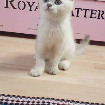 chaton British Shorthair blue golden shaded point Tomy Paris Royal Cattery