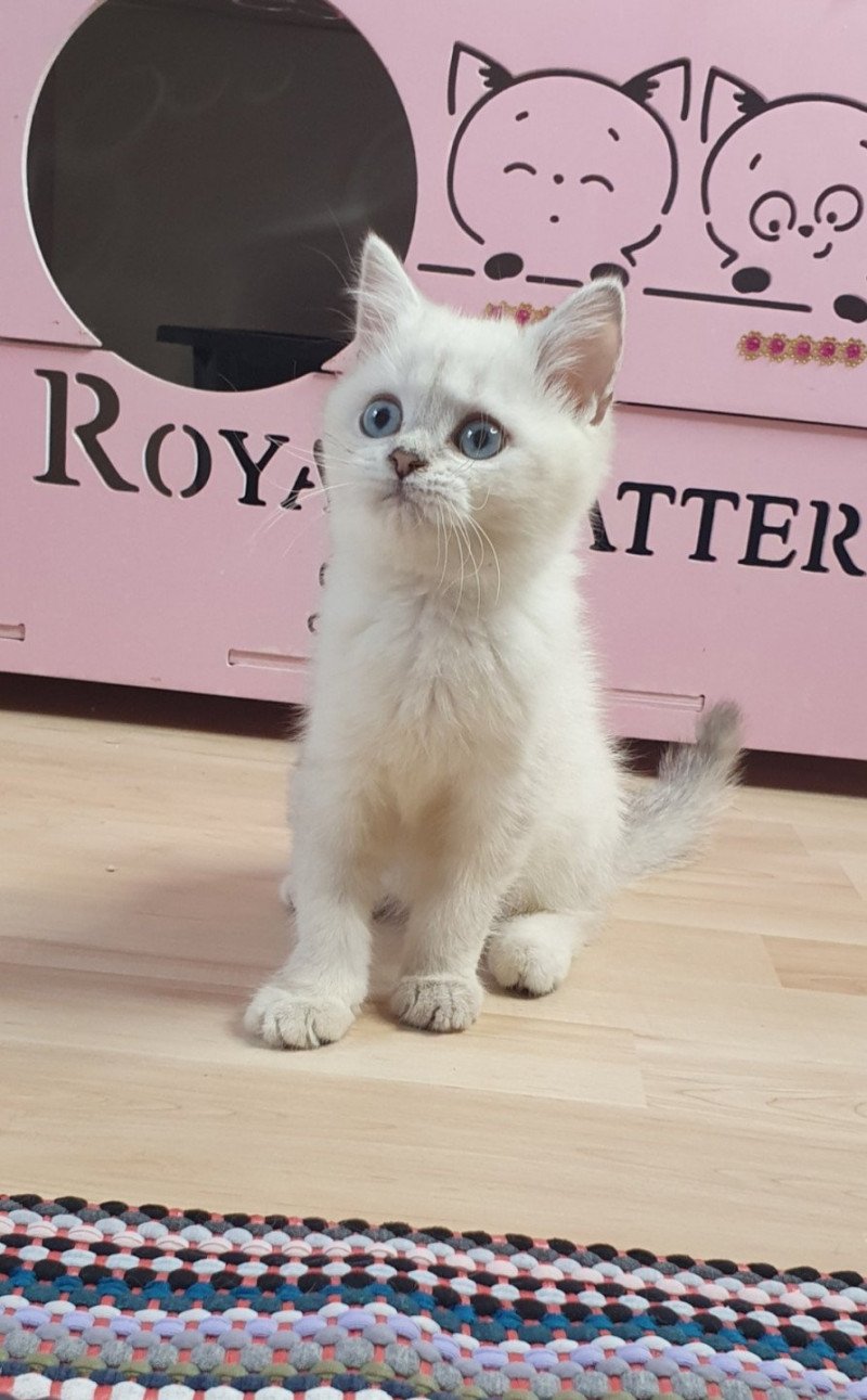 Tomy From Paris Royal Mâle British Shorthair