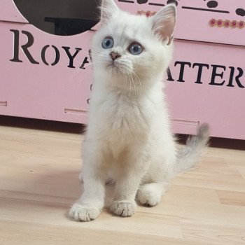 chaton British Shorthair blue golden shaded point Tomy Paris Royal Cattery