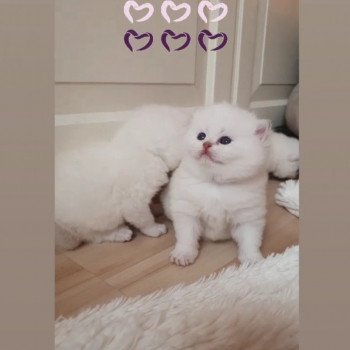 chaton British Shorthair lilac golden shaded point Tracy Paris Royal Cattery