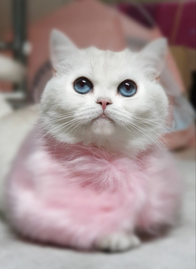 Zabava Of Brimary Chat British Shorthair Seine Saint Denis Zabava Of Brimary Chat British Shorthair Seine Saint Denis