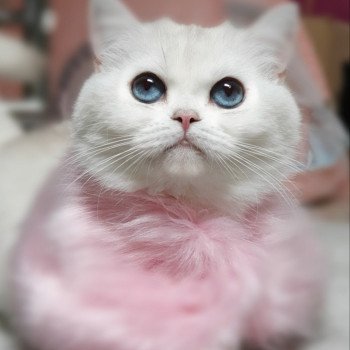 chat British Shorthair silver shaded Zabava Paris Royal Cattery British Shorthair silver shaded