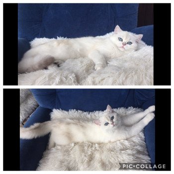 chat British Shorthair Zabava Paris Royal Cattery British Shorthair silver shaded