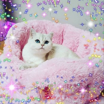chat British Shorthair Zabava Paris Royal Cattery British Shorthair silver shaded