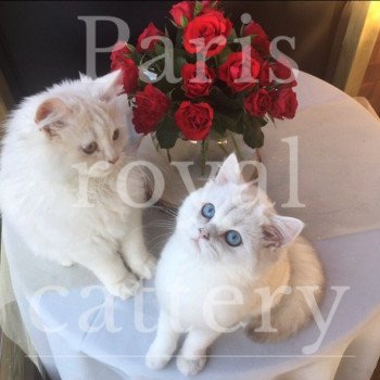chat British Shorthair Zabava Paris Royal Cattery British Shorthair silver shaded