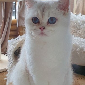 chat British Shorthair Zabava Paris Royal Cattery British Shorthair silver shaded