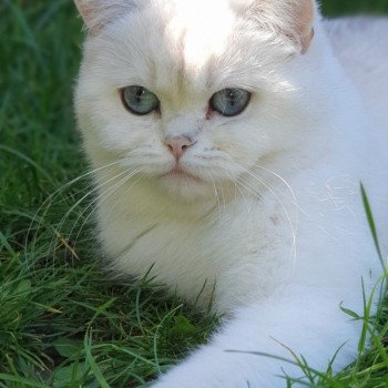 chat British Shorthair silver shaded Zabava Paris Royal Cattery British Shorthair silver shaded