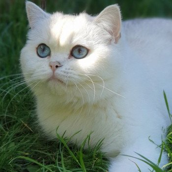 chat British Shorthair silver shaded Zabava Paris Royal Cattery British Shorthair silver shaded