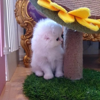 chaton Highland Fold white Sheryn Paris Royal Cattery