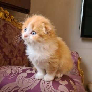 chaton Highland Fold red white Sunset Paris Royal Cattery