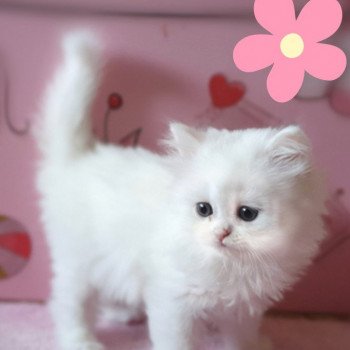 chaton Highland Straight R2D2 Paris Royal Cattery Highland Straight