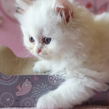 chaton Highland Straight R2D2 Paris Royal Cattery Highland Straight