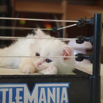 chaton Highland Straight R2D2 Paris Royal Cattery Highland Straight