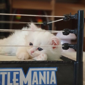chaton Highland Straight R2D2 Paris Royal Cattery Highland Straight