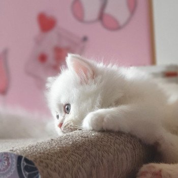 chaton Highland Straight R2D2 Paris Royal Cattery Highland Straight