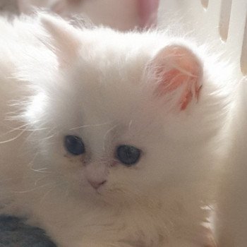 chaton Highland Straight R2D2 Paris Royal Cattery Highland Straight