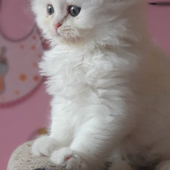 chaton Highland Straight R2D2 Paris Royal Cattery Highland Straight