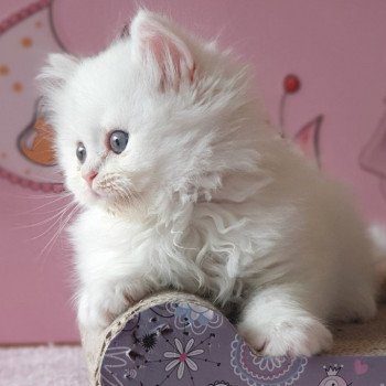 chaton Highland Straight R2D2 Paris Royal Cattery Highland Straight