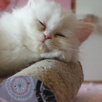 chaton Highland Straight R2D2 Paris Royal Cattery Highland Straight