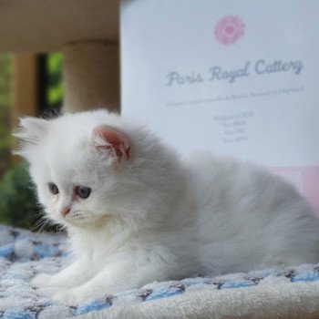 chaton Highland Straight R2D2 Paris Royal Cattery Highland Straight