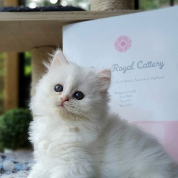 chaton Highland Straight R2D2 Paris Royal Cattery Highland Straight
