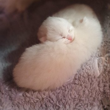 chaton Highland Straight R force One Paris Royal Cattery Highland Straight