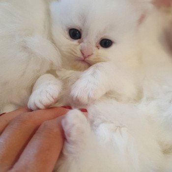 chaton Highland Straight R2D2 Paris Royal Cattery Highland Straight