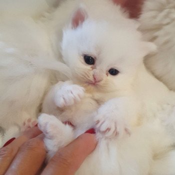 chaton Highland Straight R2D2 Paris Royal Cattery Highland Straight
