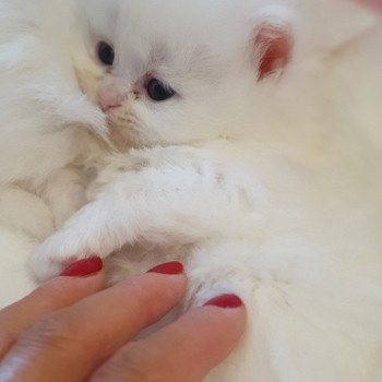 chaton Highland Straight R2D2 Paris Royal Cattery Highland Straight