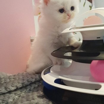 chaton Highland Straight R2D2 Paris Royal Cattery Highland Straight