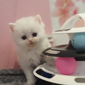 chaton Highland Straight R2D2 Paris Royal Cattery Highland Straight
