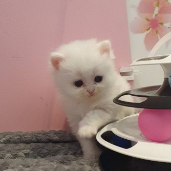 chaton Highland Straight R2D2 Paris Royal Cattery Highland Straight