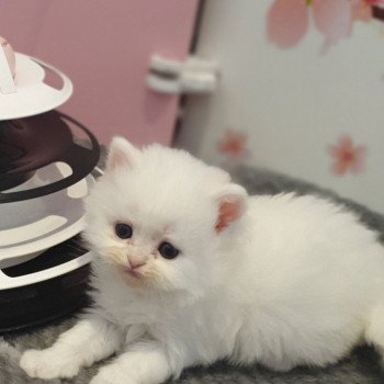 chaton Highland Straight R2D2 Paris Royal Cattery Highland Straight