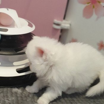 chaton Highland Straight R2D2 Paris Royal Cattery Highland Straight