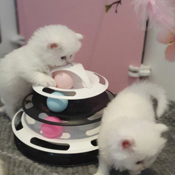 chaton Highland Straight R2D2 Paris Royal Cattery Highland Straight