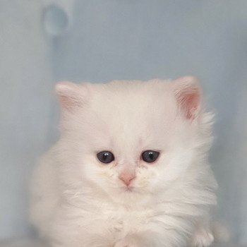 chaton Highland Straight R2D2 Paris Royal Cattery Highland Straight