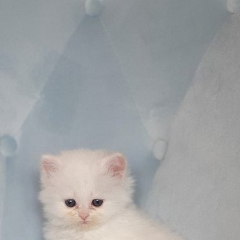 chaton Highland Straight R2D2 Paris Royal Cattery Highland Straight