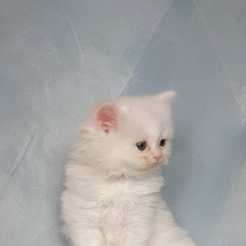 chaton Highland Straight R2D2 Paris Royal Cattery Highland Straight