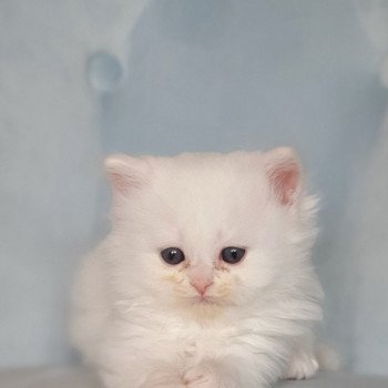 chaton Highland Straight R2D2 Paris Royal Cattery Highland Straight