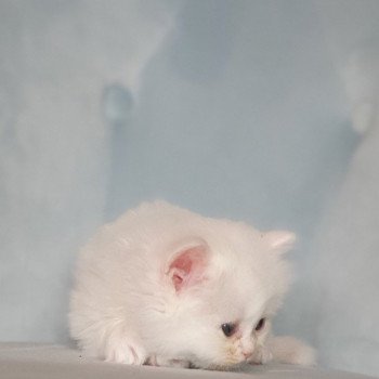 chaton Highland Straight R2D2 Paris Royal Cattery Highland Straight